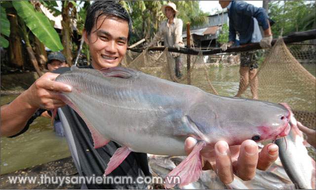 Hiện giá cá tra ở ĐBSCL đang tăng   Ảnh: LHV